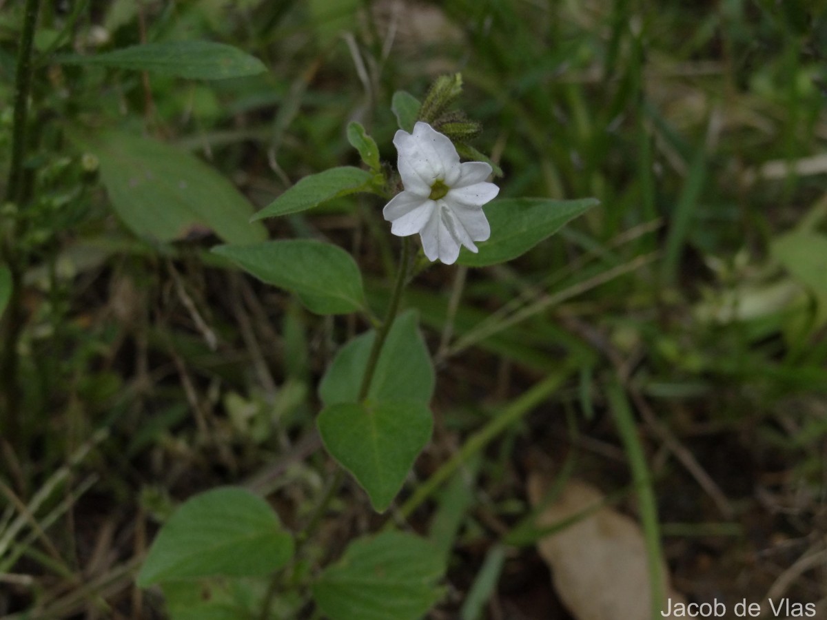 Browallia americana L.